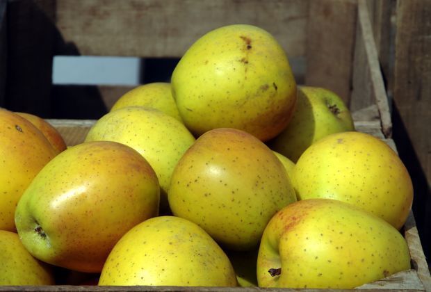 Fruit — Gold Rush Apple